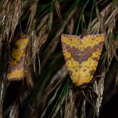 Xanthia togata (zlatokřídlec jívový), PP Střelická bažinka