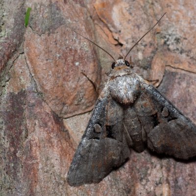 Mesoligia literosa (šedavka znamenaná), PR Svatý kopeček