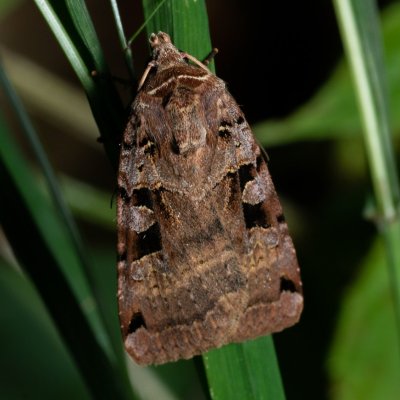 Xestia triangulum (osenice trojúhlá), Augšperský potok