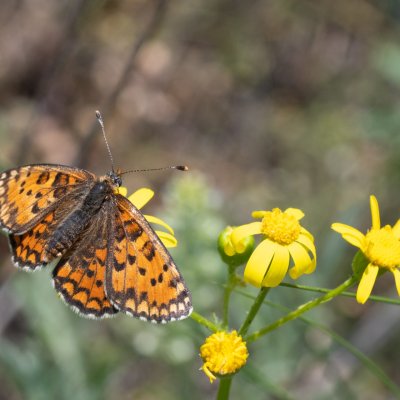 Melitaea trivia (hnědásek jižní), PR Svatý kopeček