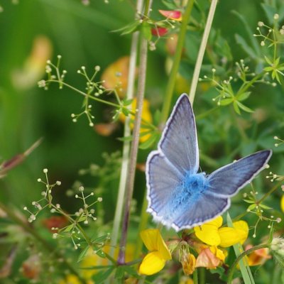 Polyommatus daphnis (modrásek hnědoskvrnný), NS Motýlí ráj