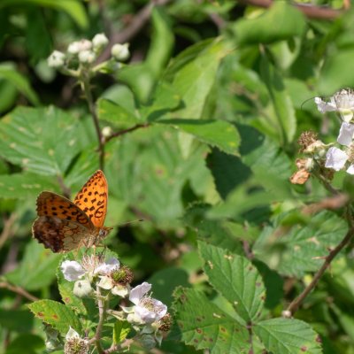 Brenthis daphne (perleťovec ostružinový), NPR Čertoryje