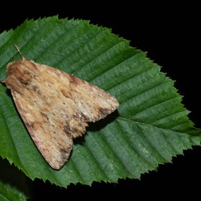 Apamea sublustris (šedavka žlutá), Žebětín