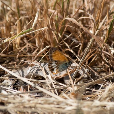 Coenonympha arcania (okáč strdivkový), Havranické vřesoviště
