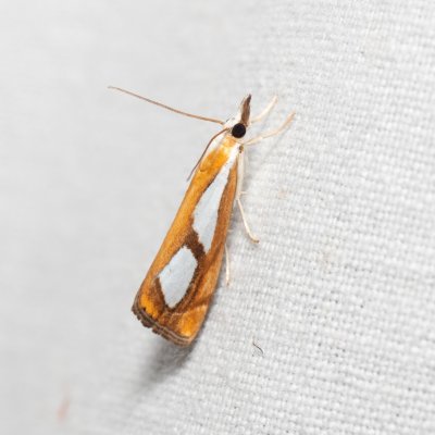 Catoptria pinella (travařík metlicový), PR Svatý kopeček