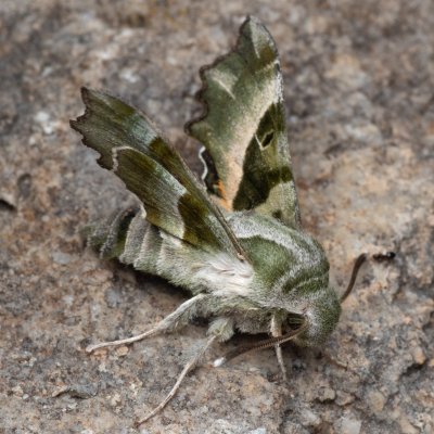 Proserpinus proserpina (lišaj pupalkový), Hády
