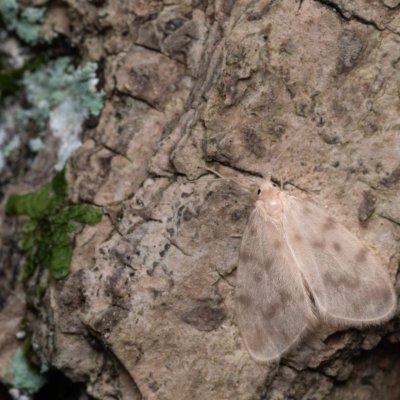 Nudaria mundana (lišejníkovec průsvitný), NPP Jeskyně Pekárna