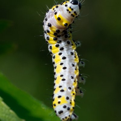 Diloba caeruleocephala (modrohlávek ovocný), PR Kamenný vrch