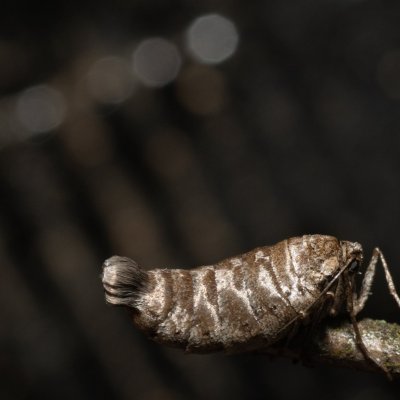 Alsophila aescularia (hedvábnice jarní), Žebětín