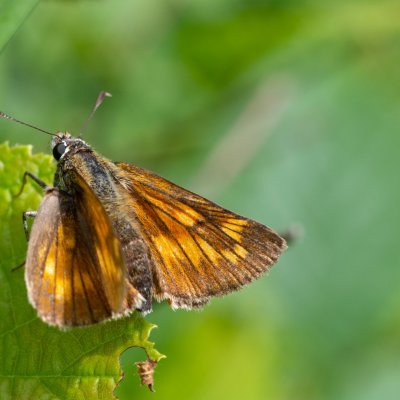 Ochlodes sylvanus (soumračník rezavý), SK, Štôla
