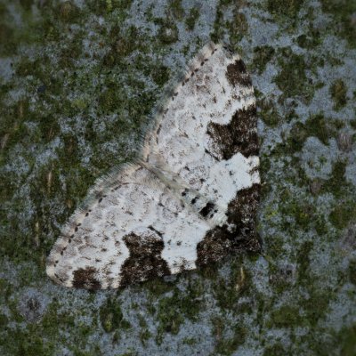 Xanthorhoe fluctuata (píďalka křenová), Babice nad Svitavou