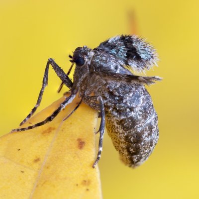 Operophtera brumata (píďalka podzimní), Žebětín