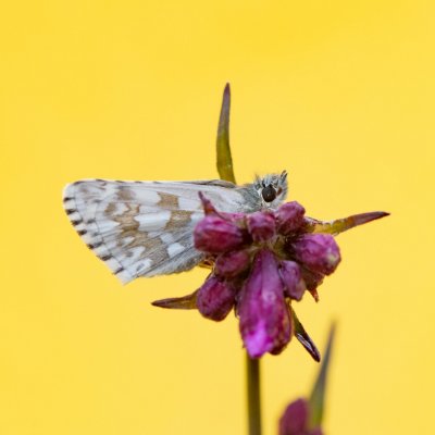 Pyrgus carthami (soumračník proskurníkový), NPR Mohelenská hadcová step