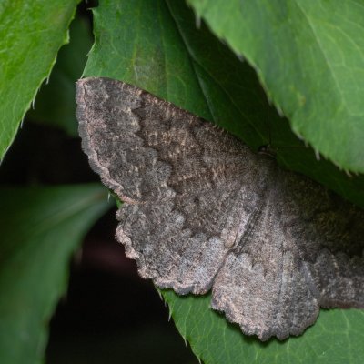 Gnophos furvata (šerokřídlec jitrocelový), Lysá hora u Ochozu