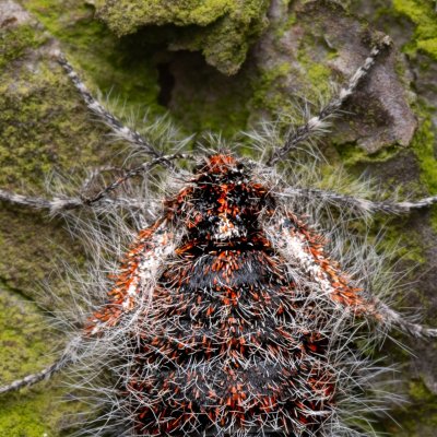 Lycia isabellae (drsnokřídlec modřínový), Ždánický les