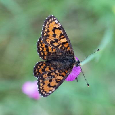 Melitaea trivia (hnědásek jižní), PR Svatý kopeček