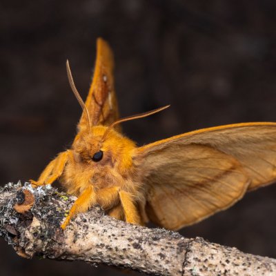 Euthrix potatoria (bourovec trávový), NPP Jeskyně Pekárna