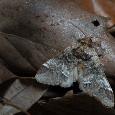 Drymonia dodonaea (hřbetozubec hnědý), Žebětín