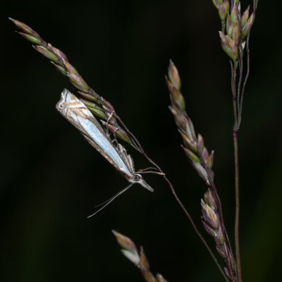 Crambus pascuella (-), Kývalka
