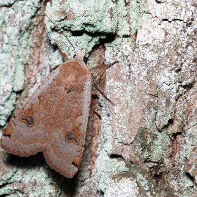 Noctua pronuba (osenice šťovíková), Žebětín