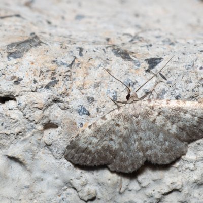 Orectis proboscidata (-), HR, Krasno