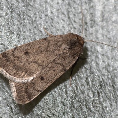 Athetis pallustris (blýskavka bahenní), Havranické vřesoviště