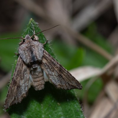 Egira conspicillaris (můra trávová), PP Kavky
