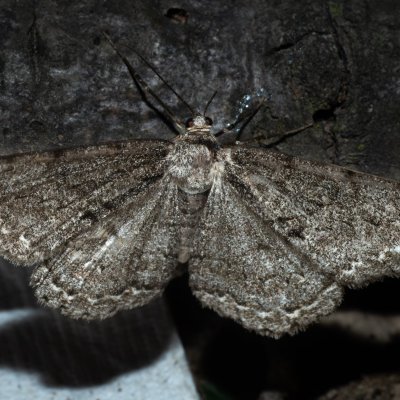 Hypomecis roboraria (různorožec dubový), Žebětín