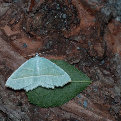 Campaea margaritaria (běločárník habrový), PP Augšperský potok