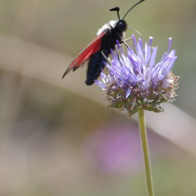 vřetenuška, Havranické vřesoviště