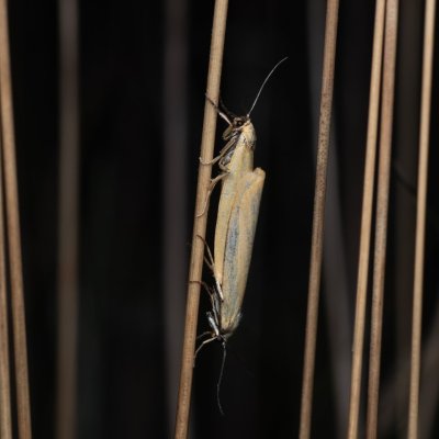 Eilema pygmaeola (lišejníkovec běločelný), PP Černice