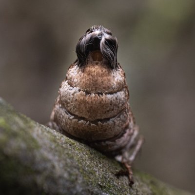 Alsophila aescularia (hedvábnice jarní), Žebětín