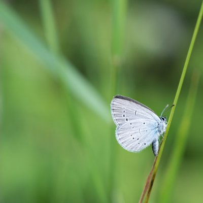 Cupido minimus (modrásek nejmenší), NPP Švařec