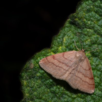 Scopula rubiginata (vlnopásník hnědonachový), Havranické vřesoviště
