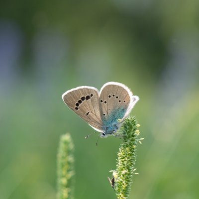 Glaucopsyche alexis (modrásek kozincový), Hády