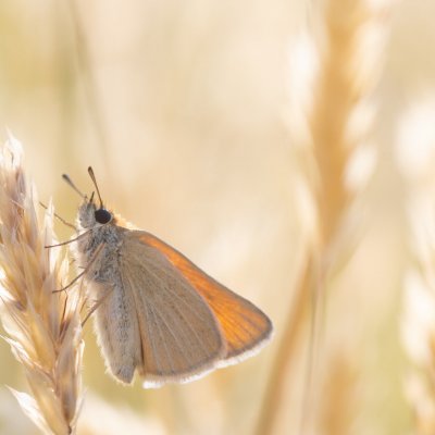 Thymelicus lineola (soumračník čárečkovaný), PR Kamenný vrch