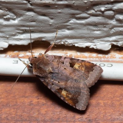 Diarsia brunnea (osenice hnědá), SK, Štôla