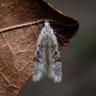 Altenia scriptella (-), PP Na cvičišti