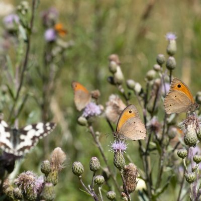 Maniola jurtina (okáč luční), Žebětín