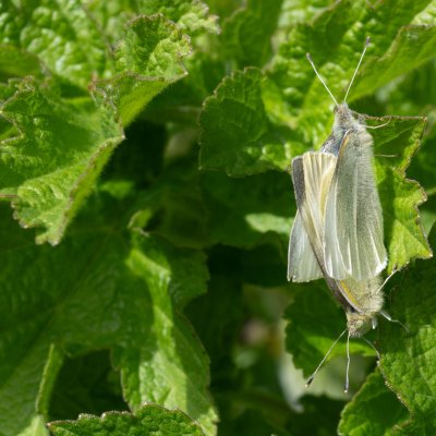 Pieris rapae (bělásek řepový), Česká Třebová