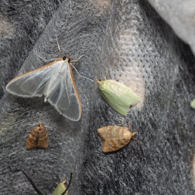 mikra na Korfu, Sokraki