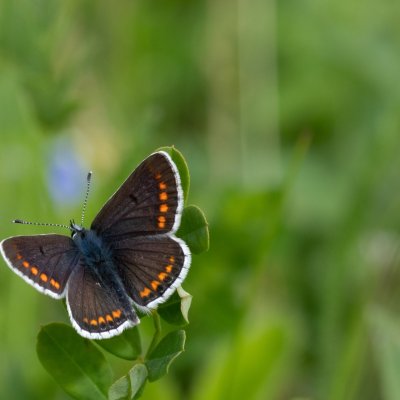 Aricia agestis (modrásek tmavohnědý), PR Kamenný vrch