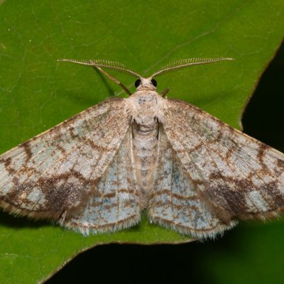 Stegania dilectaria (kropenatec topolový), Hády - Ruženin lom