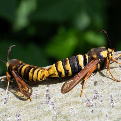 Sesia apiformis (nesytka sršňová), Brno - Bystrc