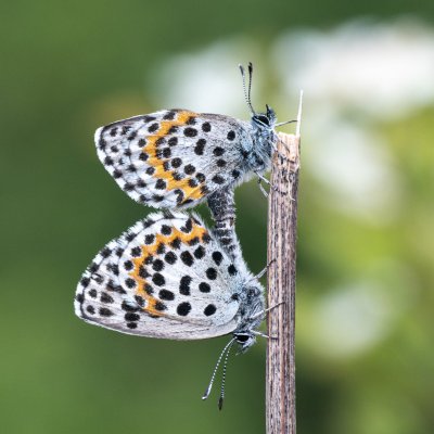 Scolitantides orion (modrásek rozchodníkový), Lysá hora u Ochozu