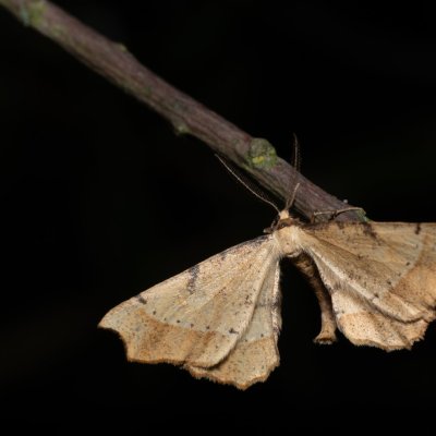 Artiora evonymaria (zejkovec brslenový), pískovna u Mušlova