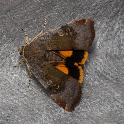 Noctua janthina (osenice černolemá), Augšperský potok