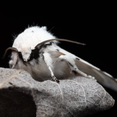 Acronicta leporina (šípověnka vrbová), Hády