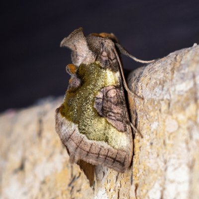 Diachrysia stenochrysis (kovolesklec podvojný), SK, Štôla