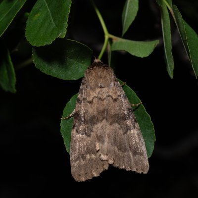 Apopestes spectrum (-), HR, Jablanac